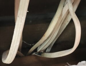 repair job berwick cable